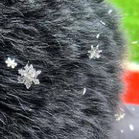 雪花